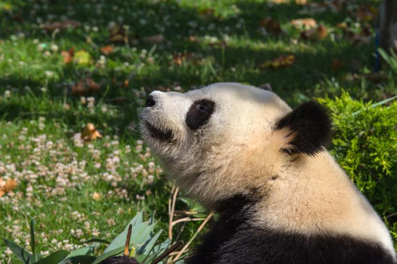 Free stock image of Giant panda created by Bruno MALLET