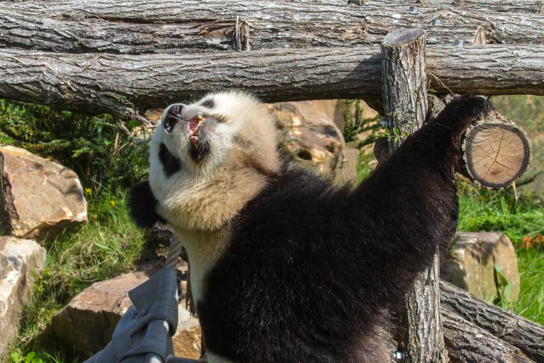 Free stock image of Giant panda created by Bruno MALLET