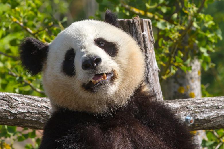 Free stock image of Giant panda created by Bruno MALLET