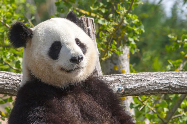 Free stock image of Giant panda created by Bruno MALLET