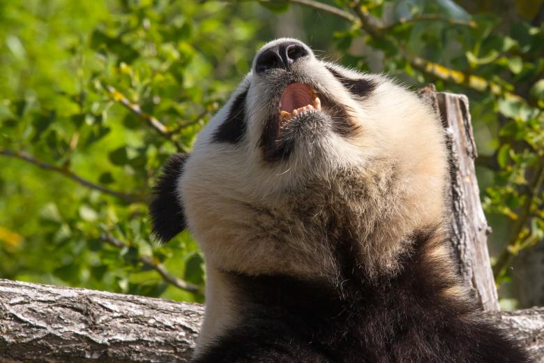 Free stock image of Giant panda created by Bruno MALLET