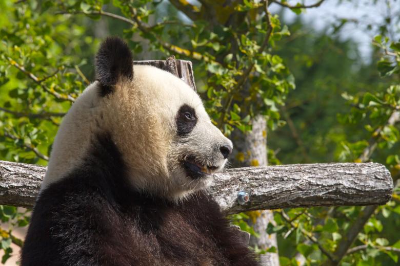 Free stock image of Giant panda created by Bruno MALLET