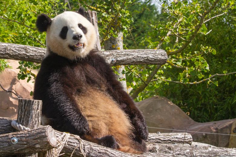 Free stock image of Giant panda created by Bruno MALLET