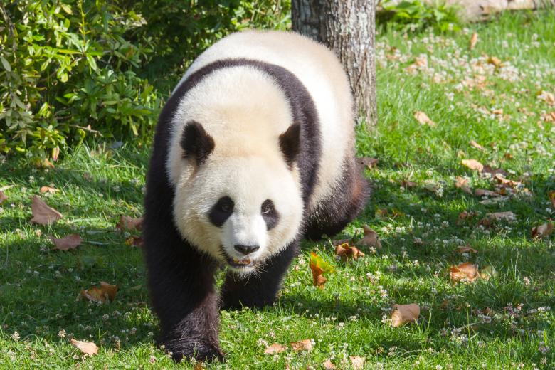 Free stock image of Giant panda created by Bruno MALLET