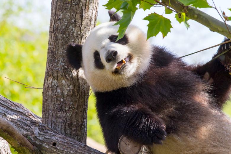Free stock image of Giant panda created by Bruno MALLET
