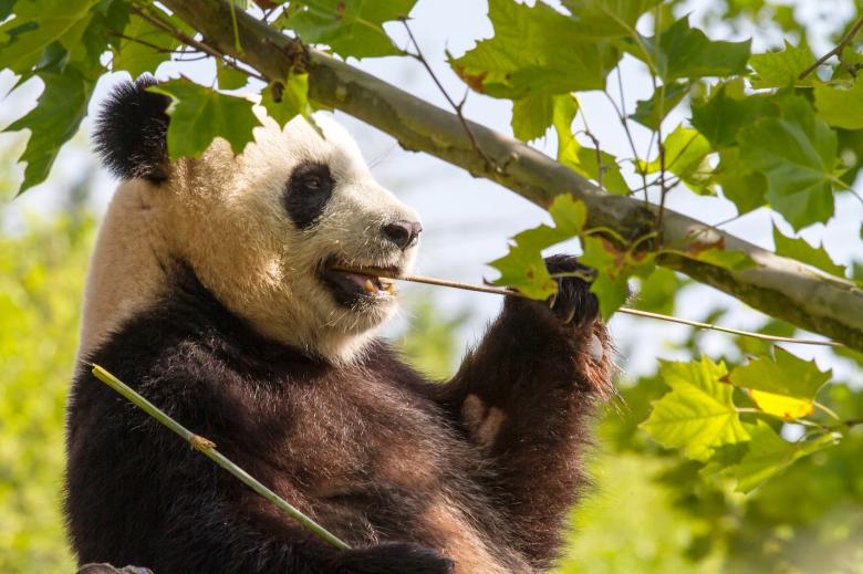 Free stock image of Giant panda created by Bruno MALLET