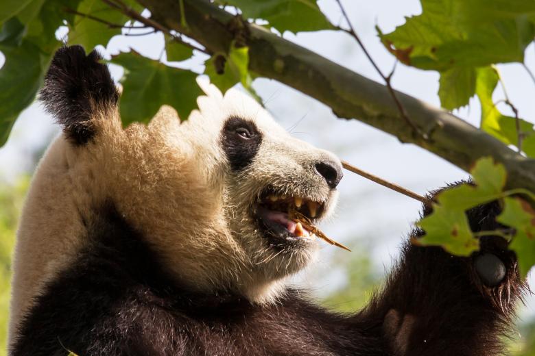 Free stock image of Giant panda created by Bruno MALLET