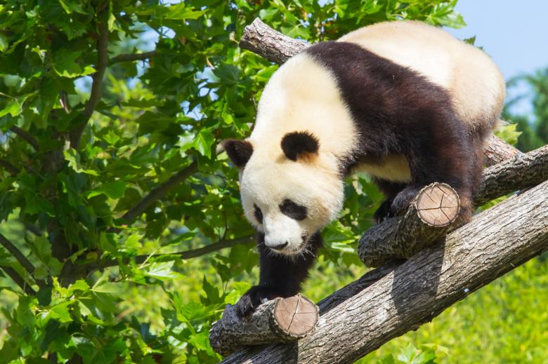 Free stock image of Giant panda created by Bruno MALLET