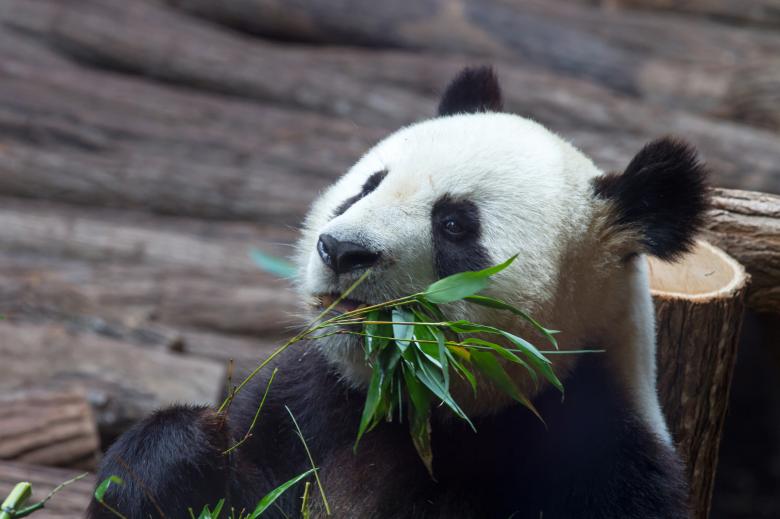 Free stock image of Giant panda created by Bruno MALLET