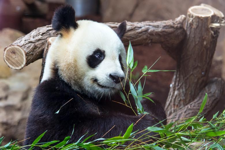 Free stock image of Giant panda created by Bruno MALLET