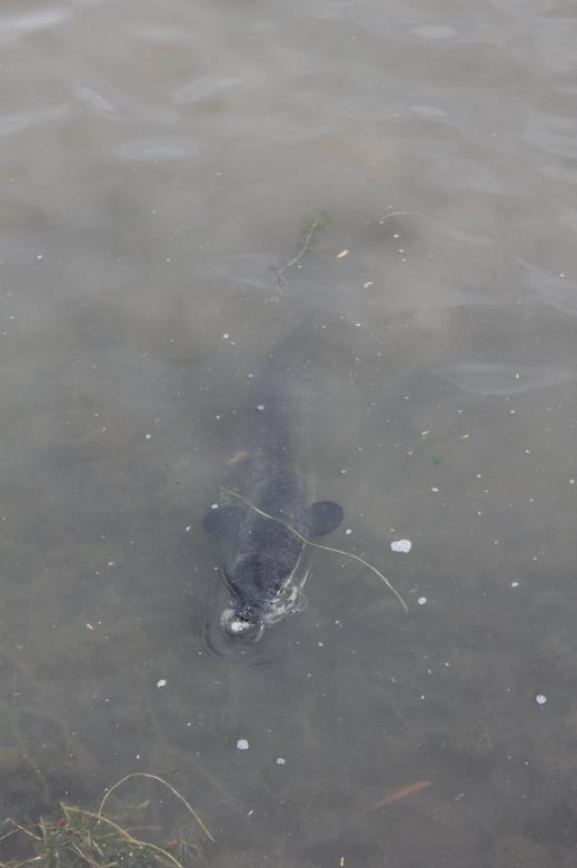Free stock image of Large fish created by mlle