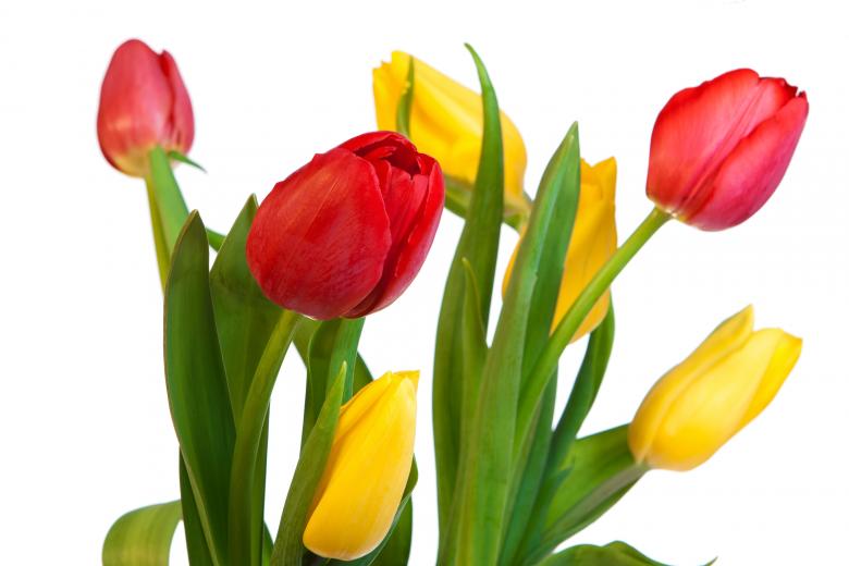 Free stock image of Tulips created by 2happy
