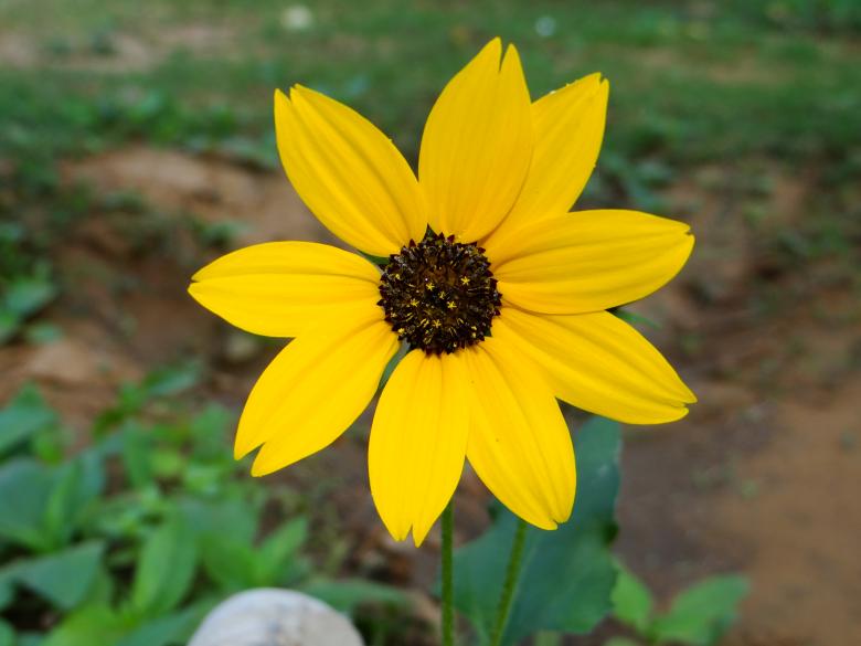 Free stock image of Yellow Mellow created by Rajendra Rajput