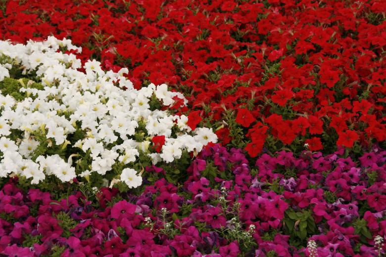 Free stock image of Flower Background created by 2happy