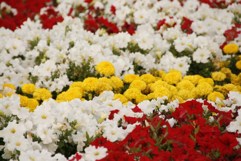 Free stock image of Flower Background created by 2happy