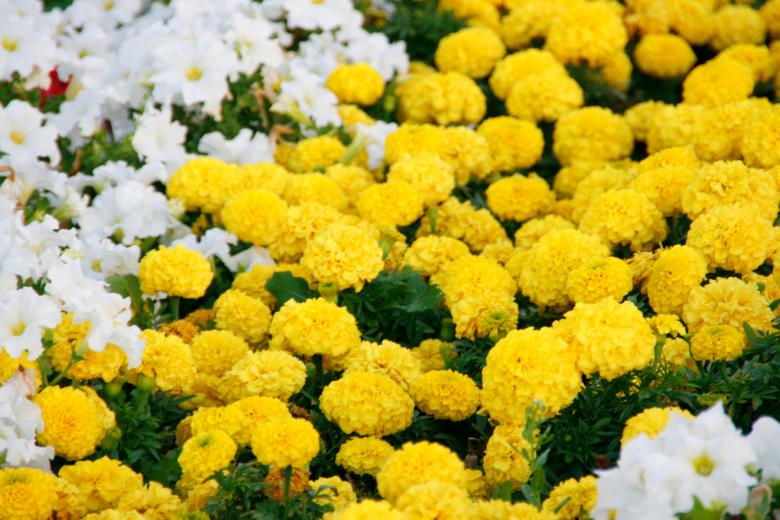 Free stock image of Flower Background created by 2happy