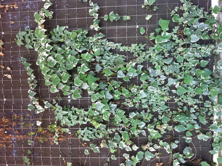 Free stock image of Wall plant created by Karla Hara