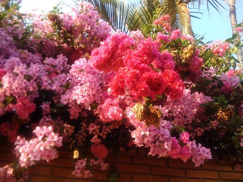 Free stock image of Pink Flowers created by Karla Hara