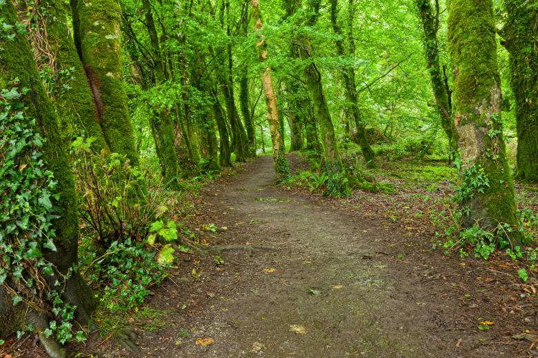 Free stock image of Killarney Park Forest Trail - HDR created by Nicolas Raymond