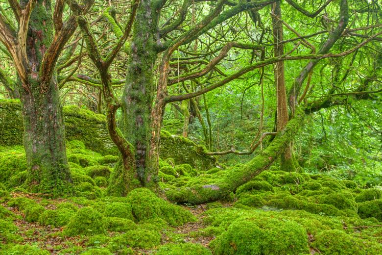 Free stock image of Killarney Forest - HDR created by Nicolas Raymond