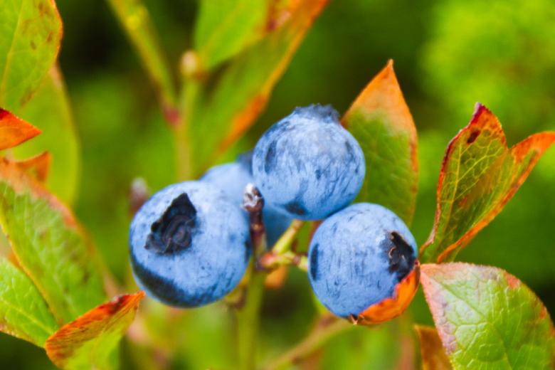Free stock image of Blueberries created by Geoffrey Whiteway