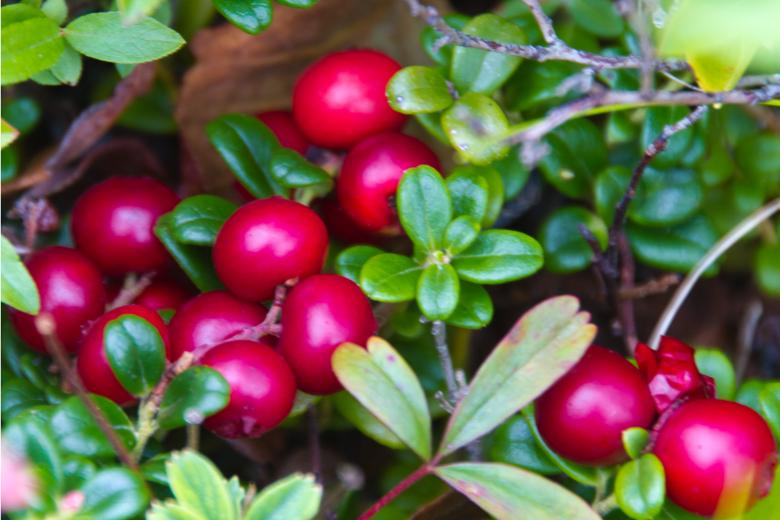 Free stock image of  lingonberry created by Geoffrey Whiteway
