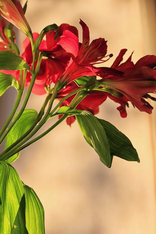 Free stock image of flowers created by 2happy