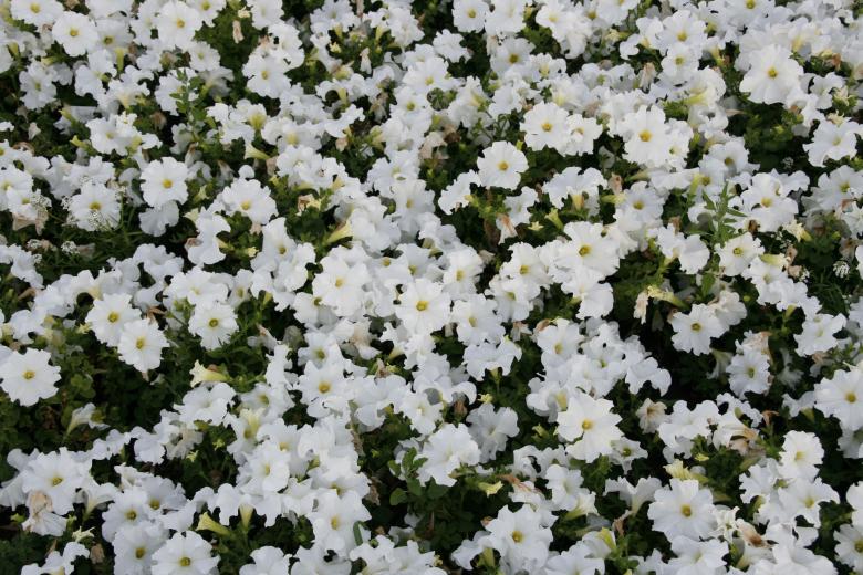 Free stock image of Flower Background created by 2happy