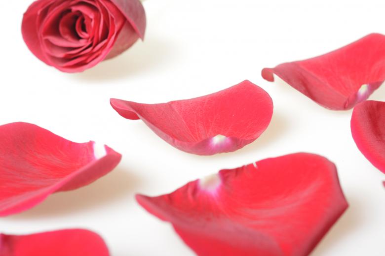 Free stock image of Rose petals created by 2happy
