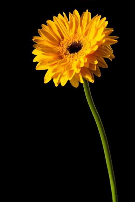 Free stock image of Yellow Flower created by 2happy