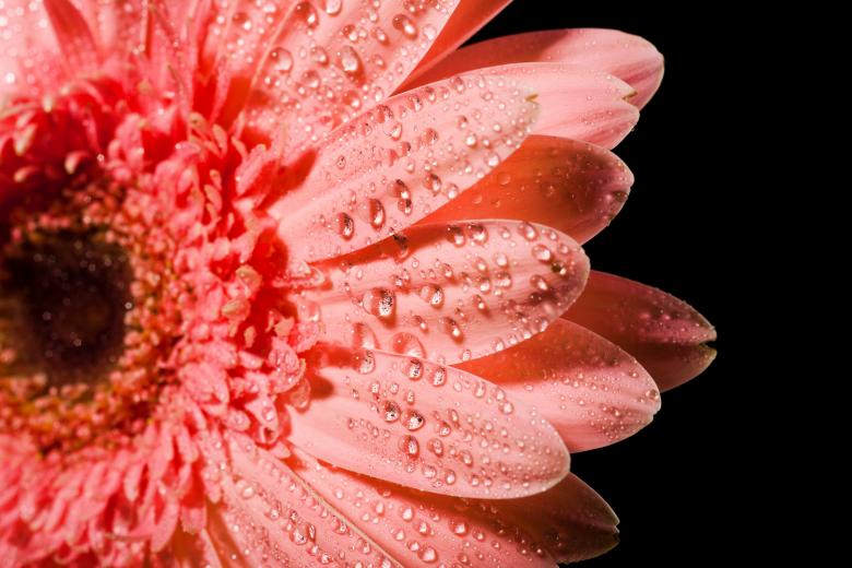 Free stock image of Pink flower with droplets created by 2happy