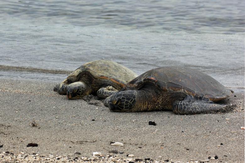 Free stock image of Turtles created by Geoffrey Whiteway
