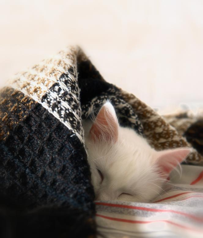 Free stock image of Sleeping cat created by 2happy