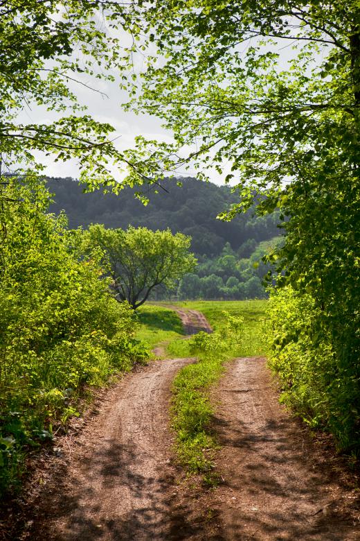 Free stock image of forest path created by 2happy