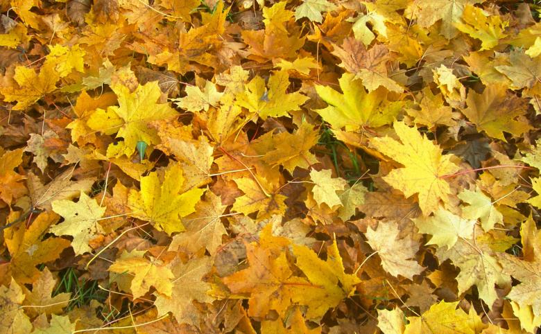 Free stock image of Autumn leafs created by Laura Dambite