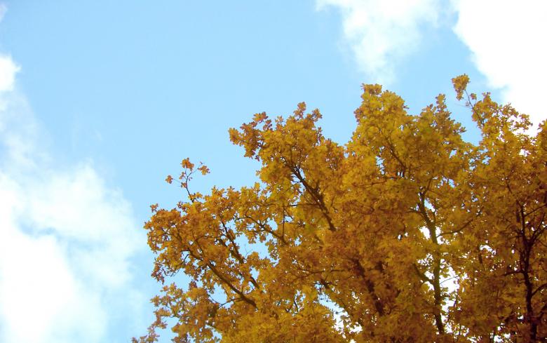 Free stock image of Autumn tree created by Laura Dambite