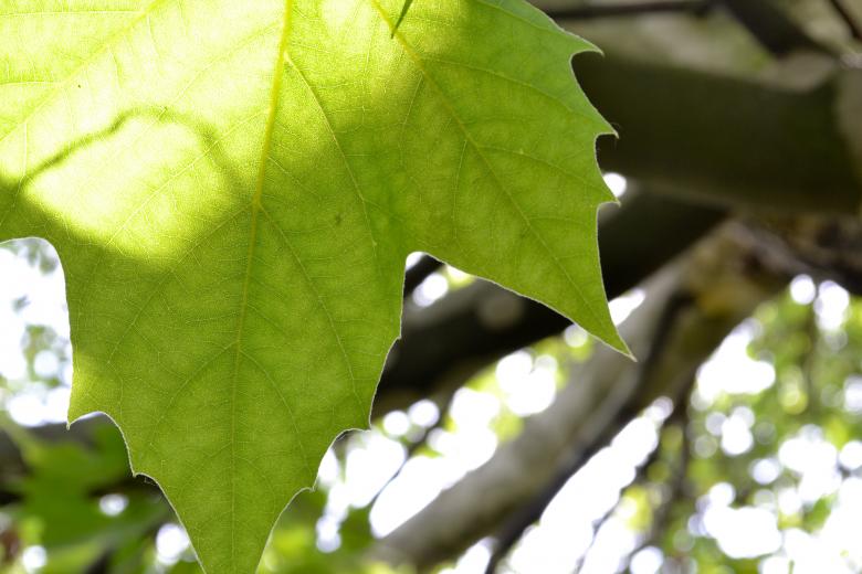 Free stock image of Green leaf created by Octavian
