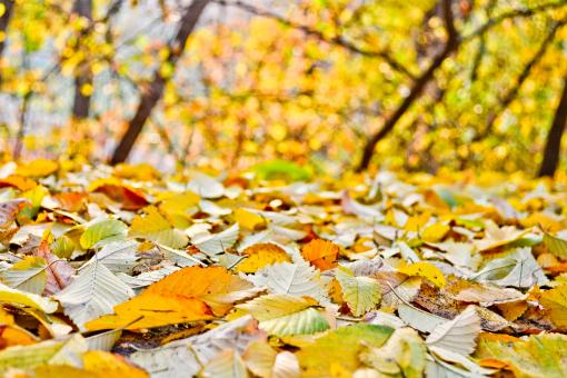 Free Stock Photo of Autumn leafs in the park