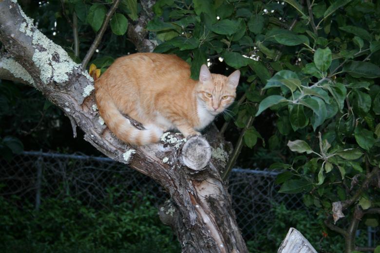 Free stock image of Tabby in Tree created by Sue Osborn