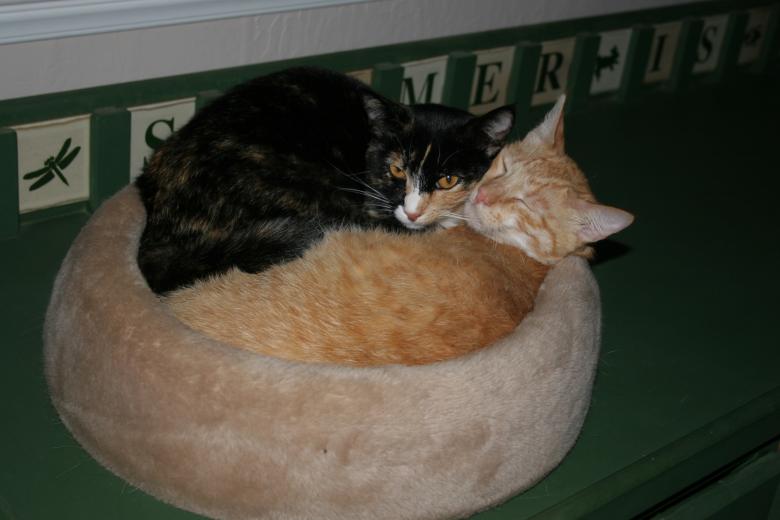 Free stock image of Kennedy and Galveston Sleeping Together created by Sue Osborn