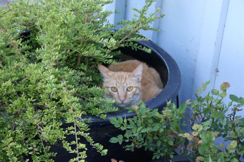 Free stock image of Tabby in Pot created by Sue Osborn
