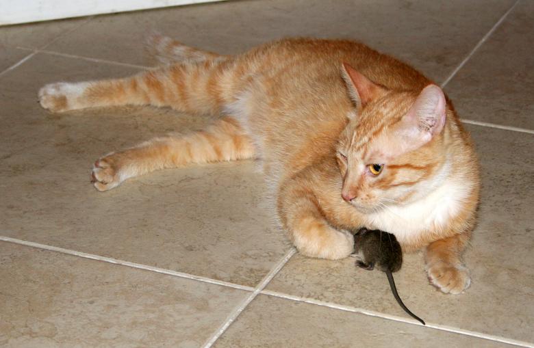 Free stock image of Mouse Treasure created by Sue Osborn