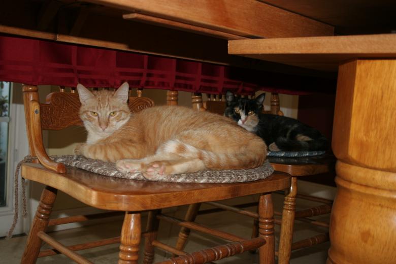 Free stock image of Cats in Chairs created by Sue Osborn