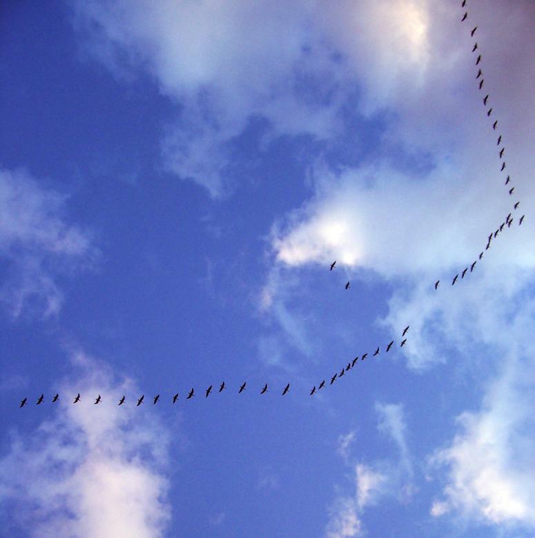 Free stock image of Flying away created by Laura Dambite