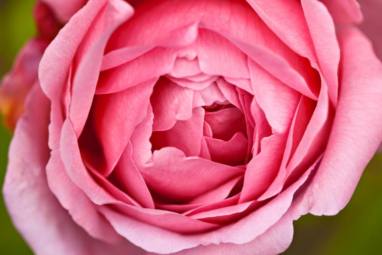 Free stock image of Pink Rose Macro created by Nicolas Raymond