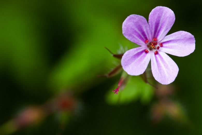Free stock image of Geranium Robertianum created by Nicolas Raymond