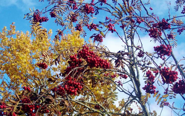 Free stock image of Rowan created by Laura Dambite