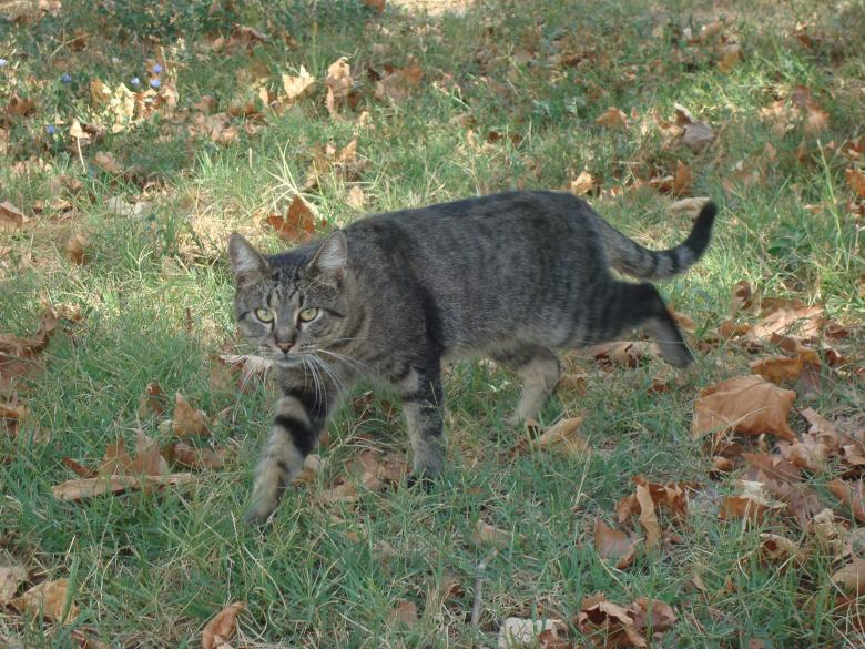 Free stock image of Hunting cat created by Boris Kyurkchiev