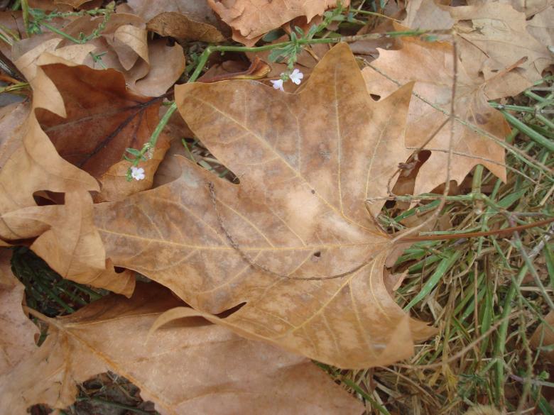Free stock image of Autumn leaves created by Boris Kyurkchiev
