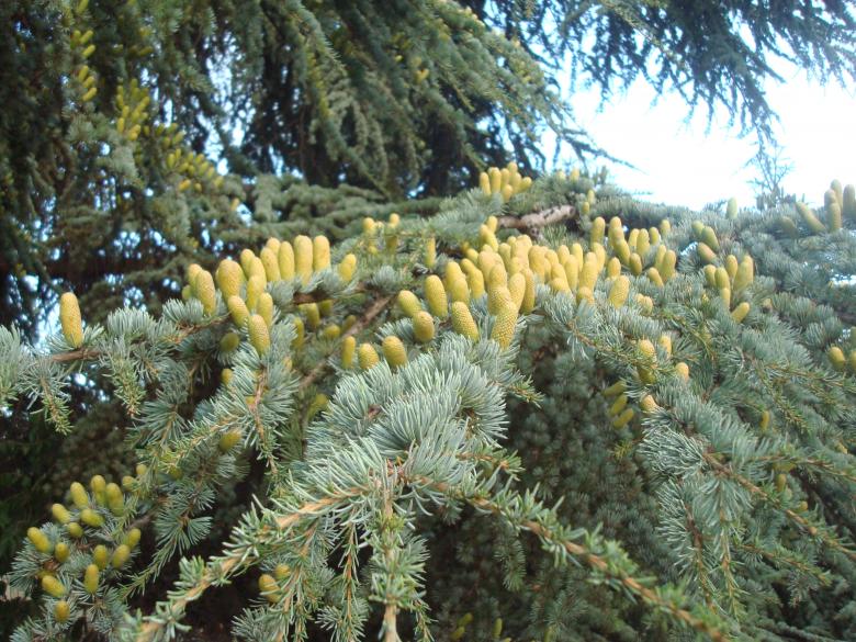 Free stock image of Young fir cones created by Boris Kyurkchiev